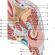 Фасции головы Элементы топографической анатомии шеи