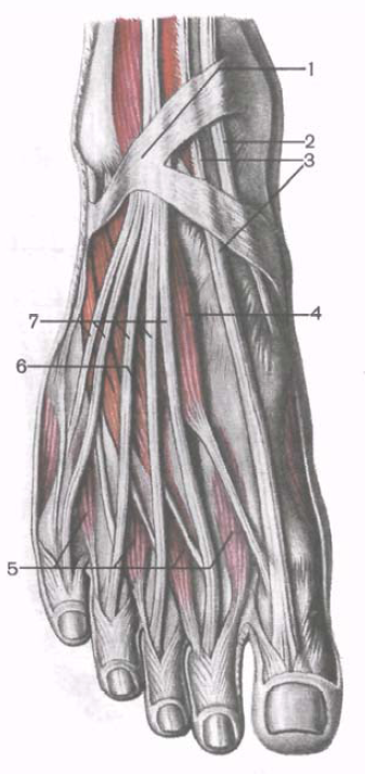 Мышцы сгибающие пальцы стопы