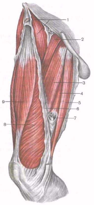 Мышцы бедра тонкая мышца