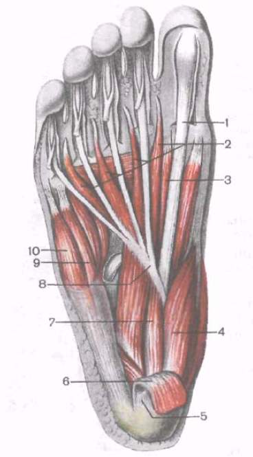 Сухожилия большого пальца стопы