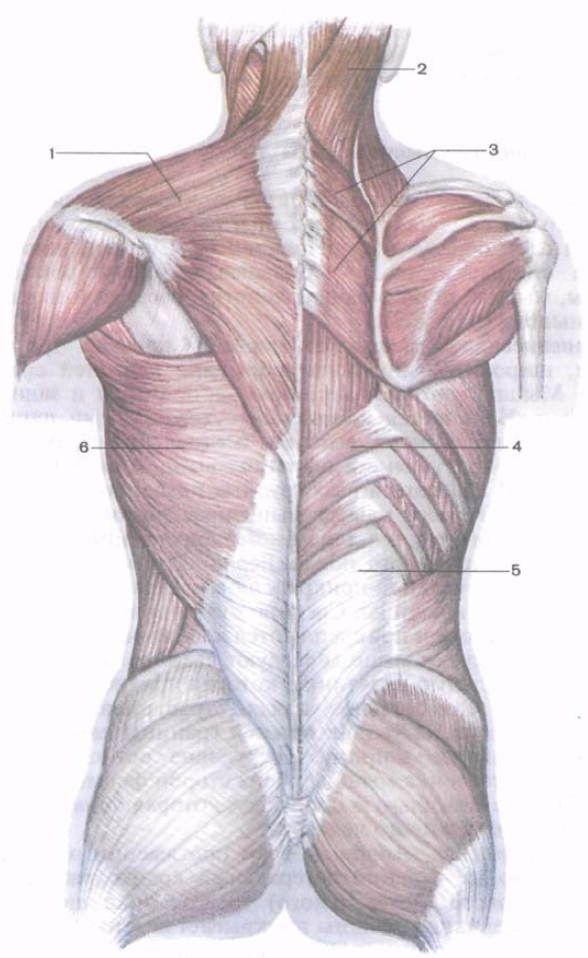 Фасции спины. Поверхностные мышцы и фасции спины. Мышцы и фасции спины анатомия. Пояснично-грудная фасция анатомия. Грудоспинная фасция.