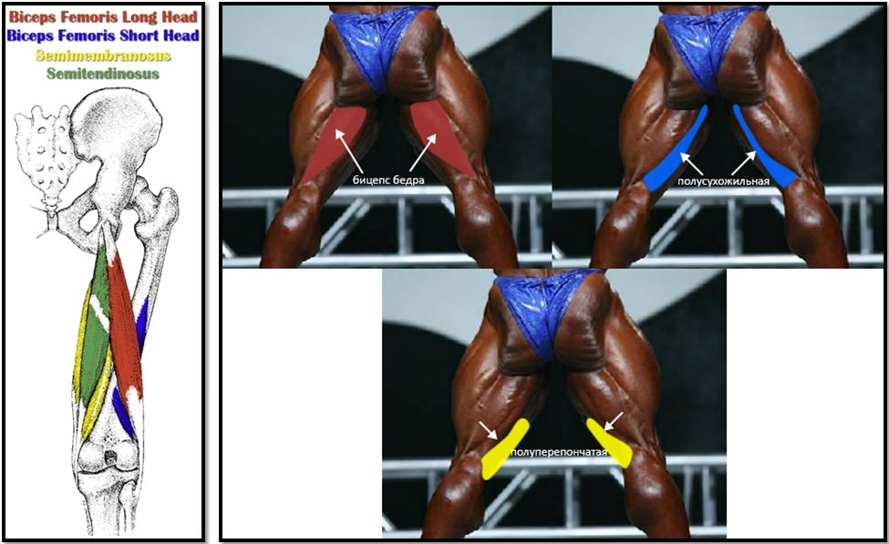 Задняя мышца. Мышцы задней поверхности бедра анатомия. Двуглавая мышца бедра. Бицепс бедра. Двуглавая мышца бедра головки.