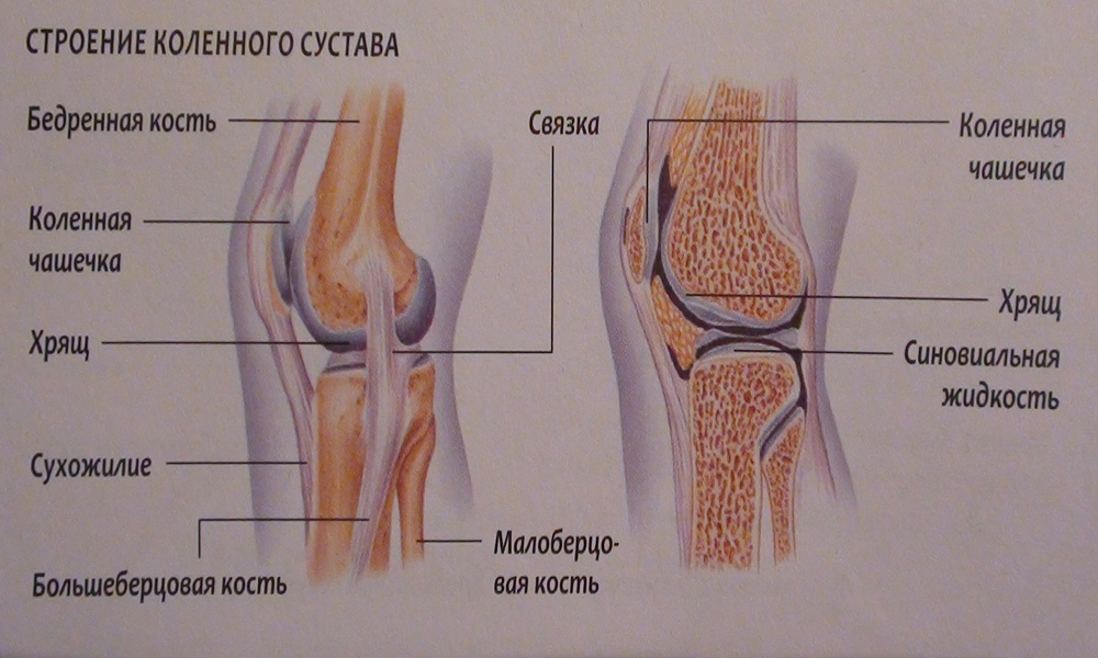 Сустав человека строение анатомия. Коленный сустав анатомия человека. Коленный сустав анатомия строение кости. Коленный сустав анатомия строение рисунок. Связки коленного сустава анатомия.