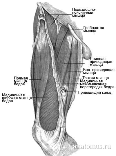 Большая приводящая мышца бедра латынь